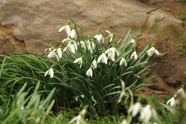 Snowdrop Lentebloemen — Stockfoto