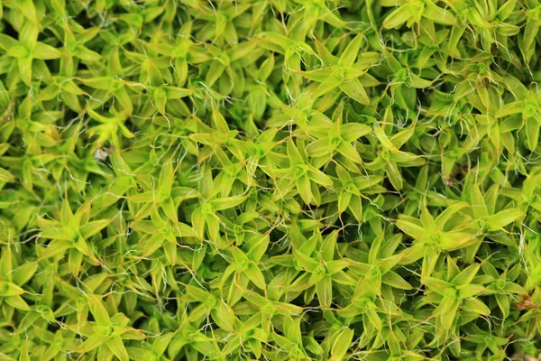 Natte moss textuur — Stockfoto