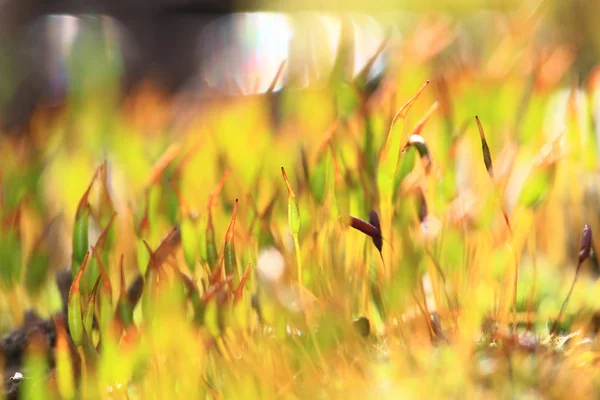 湿的青苔纹理 — 图库照片