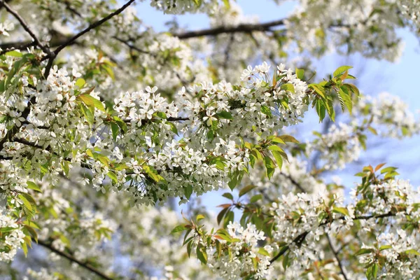 Fleurs de cerisier fond — Photo