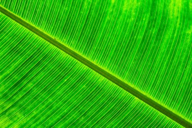 yeşil muz yaprağı arkaplanı