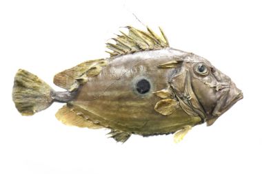 egzotik Deniz balığı 