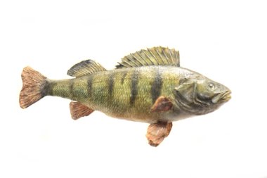 egzotik Deniz balığı 