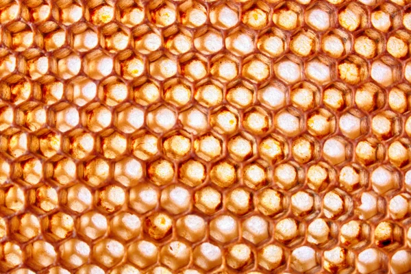 Textura de cera de abelha — Fotografia de Stock