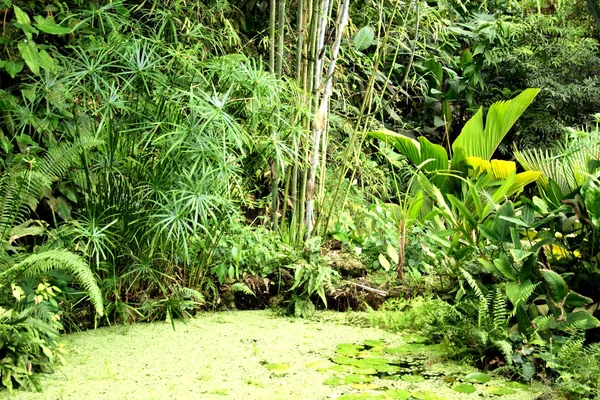 Green natural jungle — Stock Photo, Image