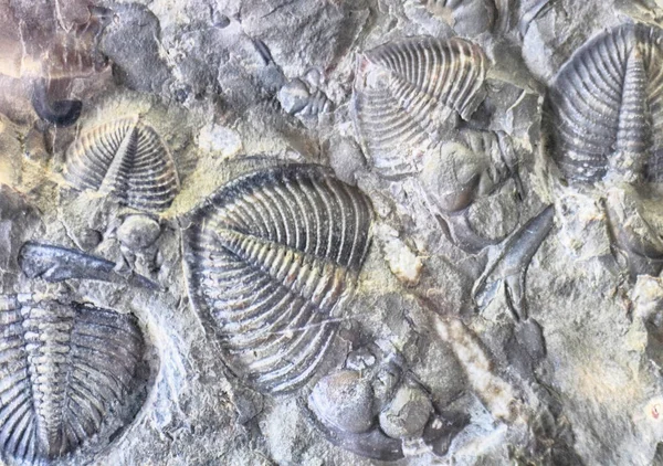 Fossila trilobiter bakrund — Stockfoto