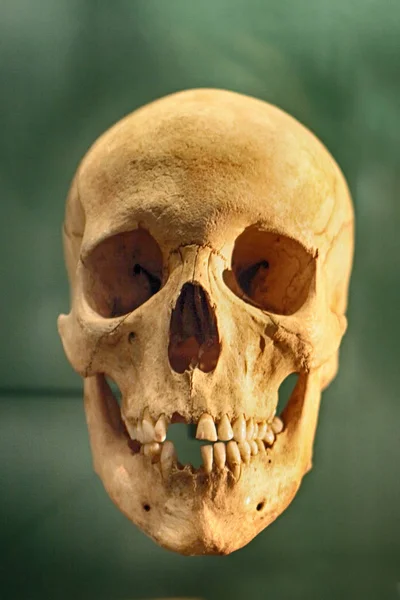 Vieux crâne humain — Photo