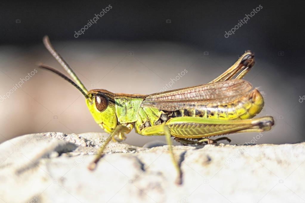 very nice green grasshopper