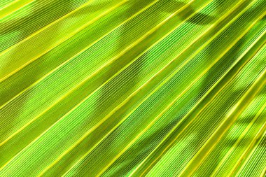 yaprak yeşil arka plan