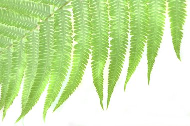 yaprak yeşil arka plan