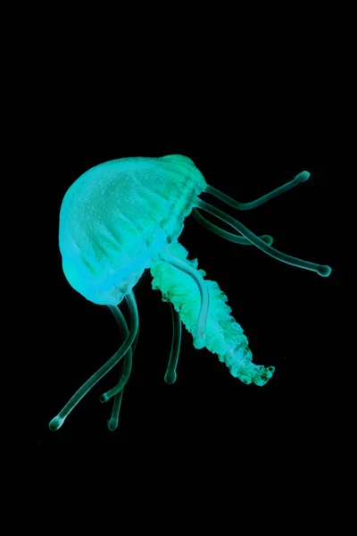 Изолированные голубые медузы — стоковое фото
