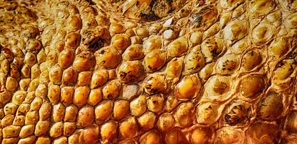 Aligator skin texture — Stock Photo, Image