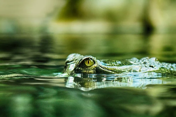 Krokodil hoofd en ogen — Stockfoto