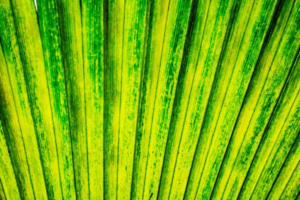 Yeşil palmiye ağacı yaprak arka plan — Stok fotoğraf