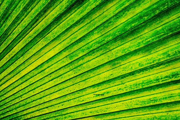 Yeşil palmiye ağacı yaprak arka plan — Stok fotoğraf
