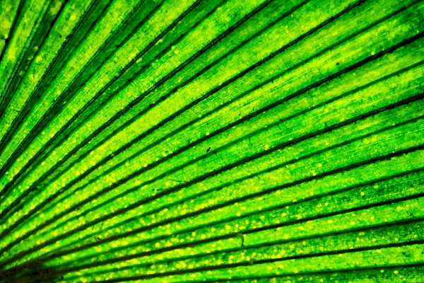 Zelené palmy stromu list pozadí — Stock fotografie