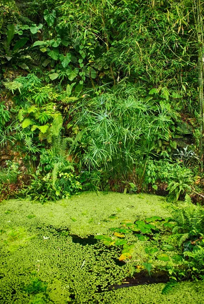 녹색 밀림의 배경 — 스톡 사진
