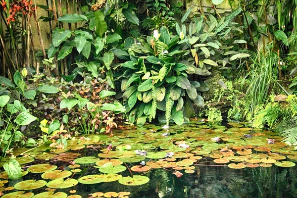 Zielone tło dżungli — Zdjęcie stockowe