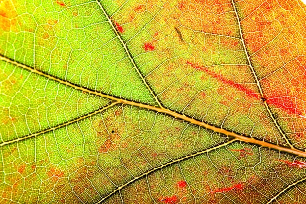 Leaf autumn background — Stock Photo, Image