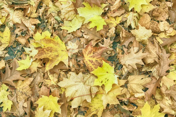 Autumunal 잎이 배경 — 스톡 사진