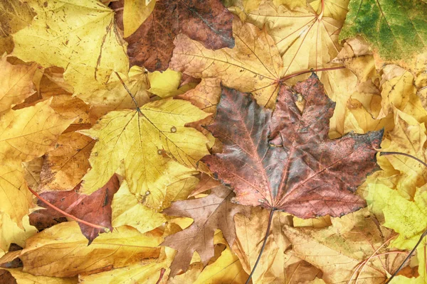 Осенний листовой фон — стоковое фото
