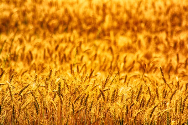 Goldenes Maisfeld — Stockfoto