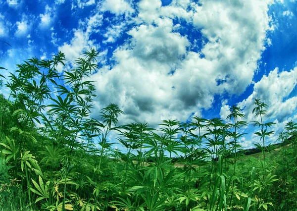Domínio da cannabis — Fotografia de Stock