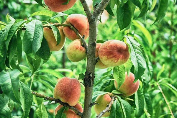 Färska persikor på trädet — Stockfoto