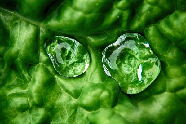 Watre drops on the leaf — Stock Photo, Image