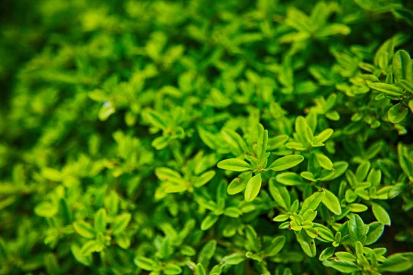 Zelených rostlin pozadí — Stock fotografie