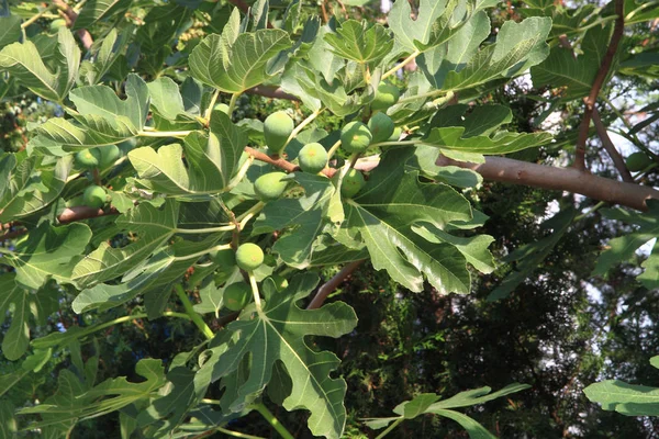 イチジクの植物の背景 — ストック写真
