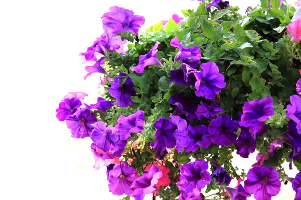 Violet flowers isolated — Φωτογραφία Αρχείου