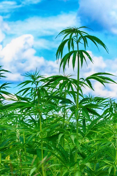 Domínio da cannabis — Fotografia de Stock