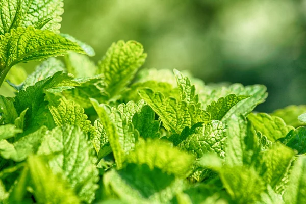 Green mint background — Stock Photo, Image