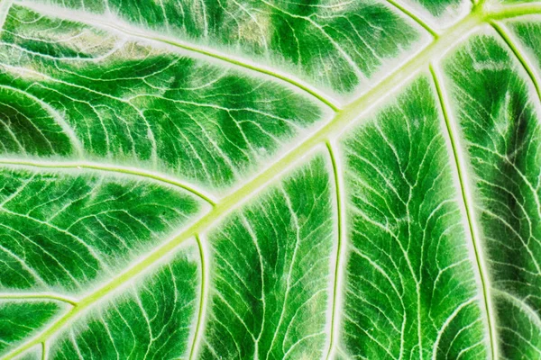 Textura de hoja verde — Foto de Stock