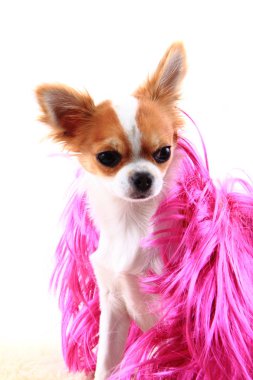 Chihuahua dinleniyor