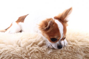 Chihuahua dinleniyor