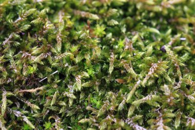 Yeşil yosun arkaplanı