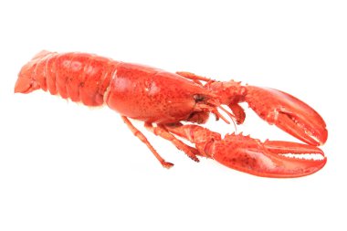 Turuncu ıstakoz izole