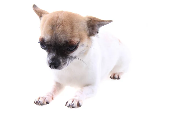 Chihuahua dinleniyor — Stok fotoğraf