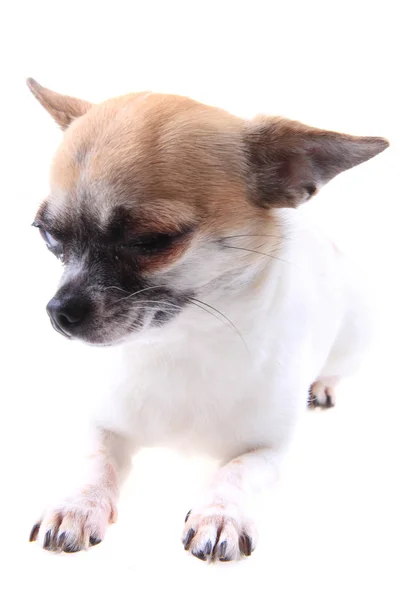 Chihuahua är placerad — Stockfoto