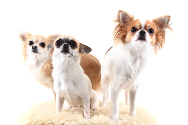 Three chihuahua is resting — Stock Photo, Image