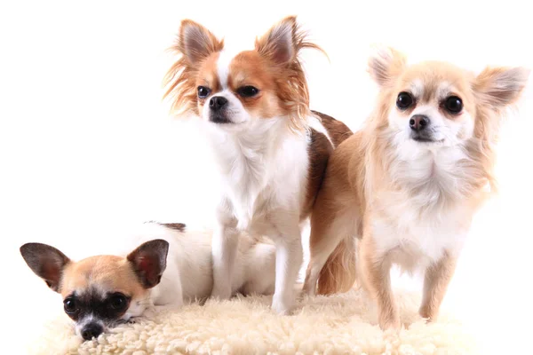 Drei Chihuahua ruhen sich aus — Stockfoto