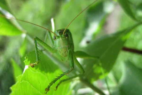 Grote groene sprinkhaan — Stockfoto