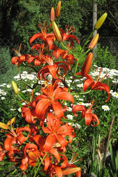 Orange lily flowers — Stock Photo, Image