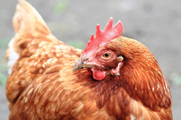 Hen in the home farm — Stock Photo, Image
