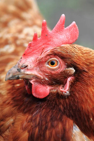 Hen in the home farm — Stock Photo, Image