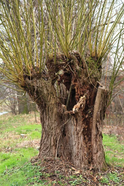 Oude wilg boom — Stockfoto