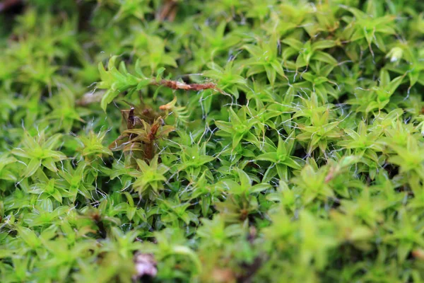 Green moss background — Stock Photo, Image