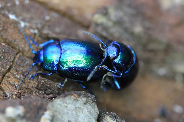 Beetle bug přídavné díly mají sex — Stock fotografie